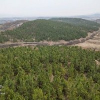 米徑15公分濕地松供應(yīng) 價格實(shí)惠認(rèn)準(zhǔn)隨州希望苗圃