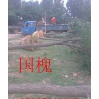 12公分國槐