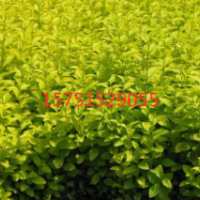 金葉女貞小苗批發(fā)_榮慶園林-基地直銷_量大從優(yōu)