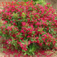 江蘇錦帶花低價(jià)批發(fā)