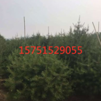 白皮松低價供應