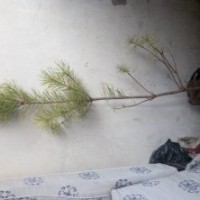 樟子松