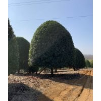 大量出售香樟、樸樹、銀杏、紅梅等優(yōu)質(zhì)苗