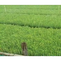 安慶濕地松_巢湖濕地松苗供應(yīng)-隨州希望苗圃