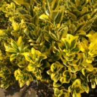 常綠觀葉灌木 彩葉綠化苗木金冠黃楊苗 新品種彩葉園林綠化包成活