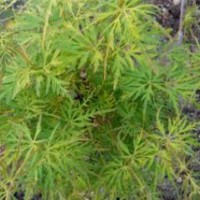 園林綠花苗木庭院植物花卉青龍羽毛楓綠羽毛