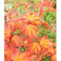 正宗日本紅楓橙之夢(mèng) 黃金楓樹苗 日本紅楓小苗 日本紅楓 橙之夢(mèng)