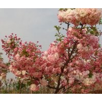 供應(yīng)正宗一葉櫻小苗