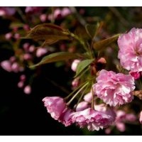 速生中華晚櫻 速生櫻花小苗 中華晚櫻樹苗供應批發(fā)采購
