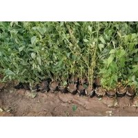 棣棠，珍珠梅，紅潤(rùn)木，紅王子錦帶，東北連翹，迎春花