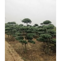 平枝栒子，水栒子，太平花，天目瓊花，東北連翹