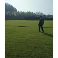 鹽城馬拉尼_常熟金氏苗木_馬拉尼草坪銷售