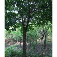 秋楓苗低價(jià)清場