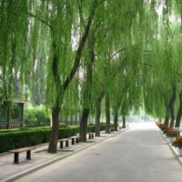 基地供應(yīng)綠化苗木柳樹苗工程綠化柳樹苗