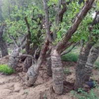 現(xiàn)挖棗樹高掛果率苗木