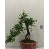 灑金桃葉珊瑚