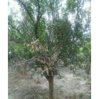 哪里有軟仔石榴突尼斯，出售地徑5公分石榴，出售8公分石榴樹，出