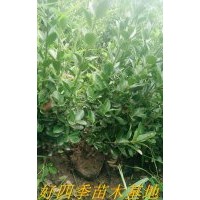 大葉黃楊