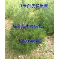 1米白皮松大量出售價格