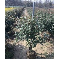 苗圃直供金森女貞，金邊黃楊，紅葉石楠，無刺構(gòu)骨