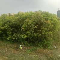 香樟樹地苗