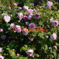 哪里有低價(jià)法國(guó)薔薇批發(fā)