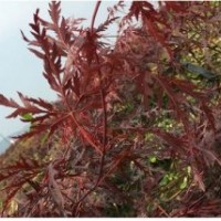 園林綠花苗木庭院植物花卉日本紅楓石榴紅羽毛楓樹(shù)苗稻葉紅羽毛楓