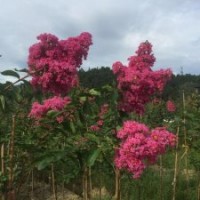 速生紫薇艷紅紫薇苗艷紅紫薇樹苗紫薇新品種中國紅玫紅紫薇