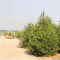 2米白皮松，山西2米白皮松，2米白皮松價(jià)格
