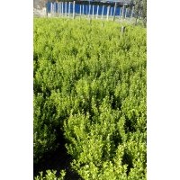 供應(yīng)80cm一100cm衛(wèi)矛1萬(wàn)株，60cm小葉黃楊4000株冠25cm