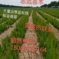 檉柳