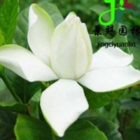 成都梔子花小苗批發(fā)價格 大葉梔子花工程苗子
