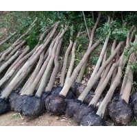福建天竺桂3公分11元，泉州天竺桂5公分23元，哪里的天竺桂最便宜
