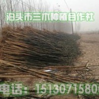 國(guó)槐樹苗