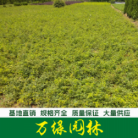 薔薇 薔薇苗