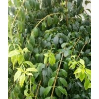 供金葉女貞（金森女貞）營養(yǎng)杯苗，紅葉石楠營養(yǎng)杯苗