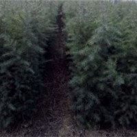 河南雪松10萬(wàn)株