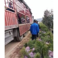 攀枝花濕地松 樂(lè)山濕地松