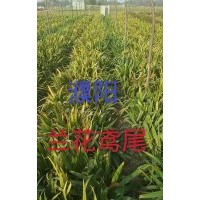 藍(lán)花鳶尾