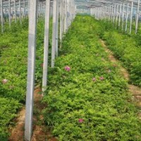 中天玫瑰5*9缽，20公分，大量有貨