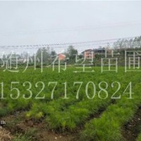 浙江濕地松_杭州濕地松苗供應(yīng)-隨州希望苗圃