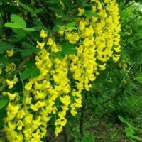 蘇格蘭金鏈樹苗 蘇格蘭金鏈樹黃花綠化樹 花量大 進(jìn)口彩葉樹種