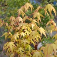 日本紅楓-金桿楓正宗金桿楓樹苗 日本紅楓黃桿楓四季觀賞紅楓樹苗