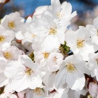 染井吉野櫻 東京櫻花苗木 高檔櫻花品種