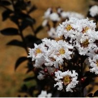 美國(guó)雙紅紫薇 飛雪紫葉紫薇 美國(guó)紫薇 紫薇小苗營(yíng)養(yǎng)杯苗 包成活