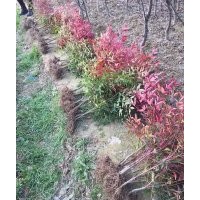 南天竹、紅花繼木、各種色塊苗100萬供應(yīng)