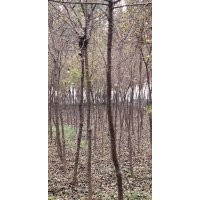 6-8公分五角楓