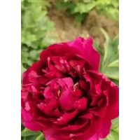 牡丹，牡丹苗，觀賞牡丹，芍藥，觀賞芍藥