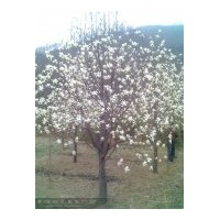 常年供應(yīng)白玉蘭，紅玉蘭，二喬玉蘭，五角楓，皂角等綠化苗木。