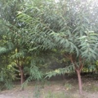 哪里有5公分山桃，哪里有叢生山桃，哪里有6公分山桃，哪里有8公
